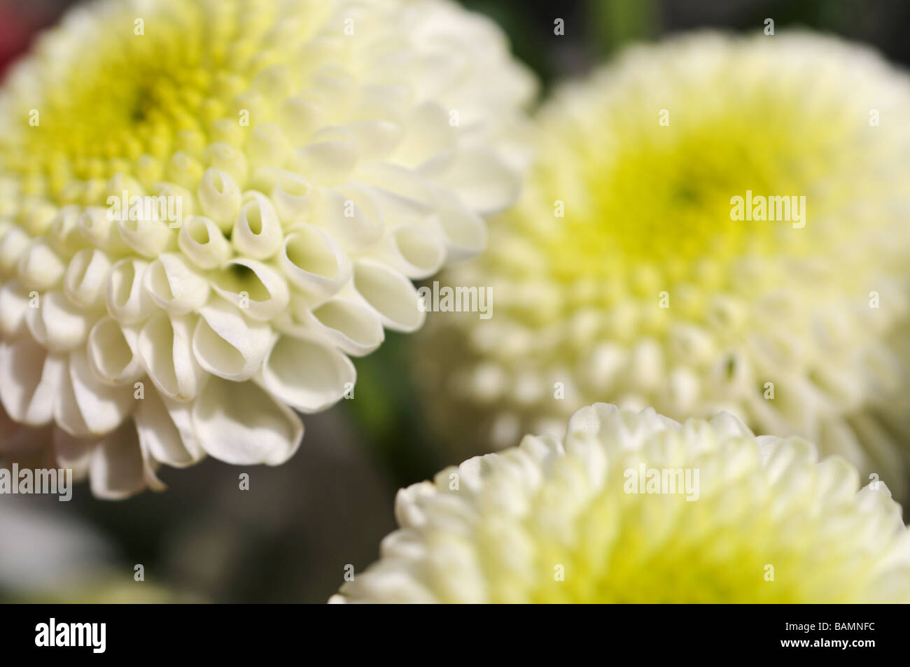 Chrysanthemum Stock Photo