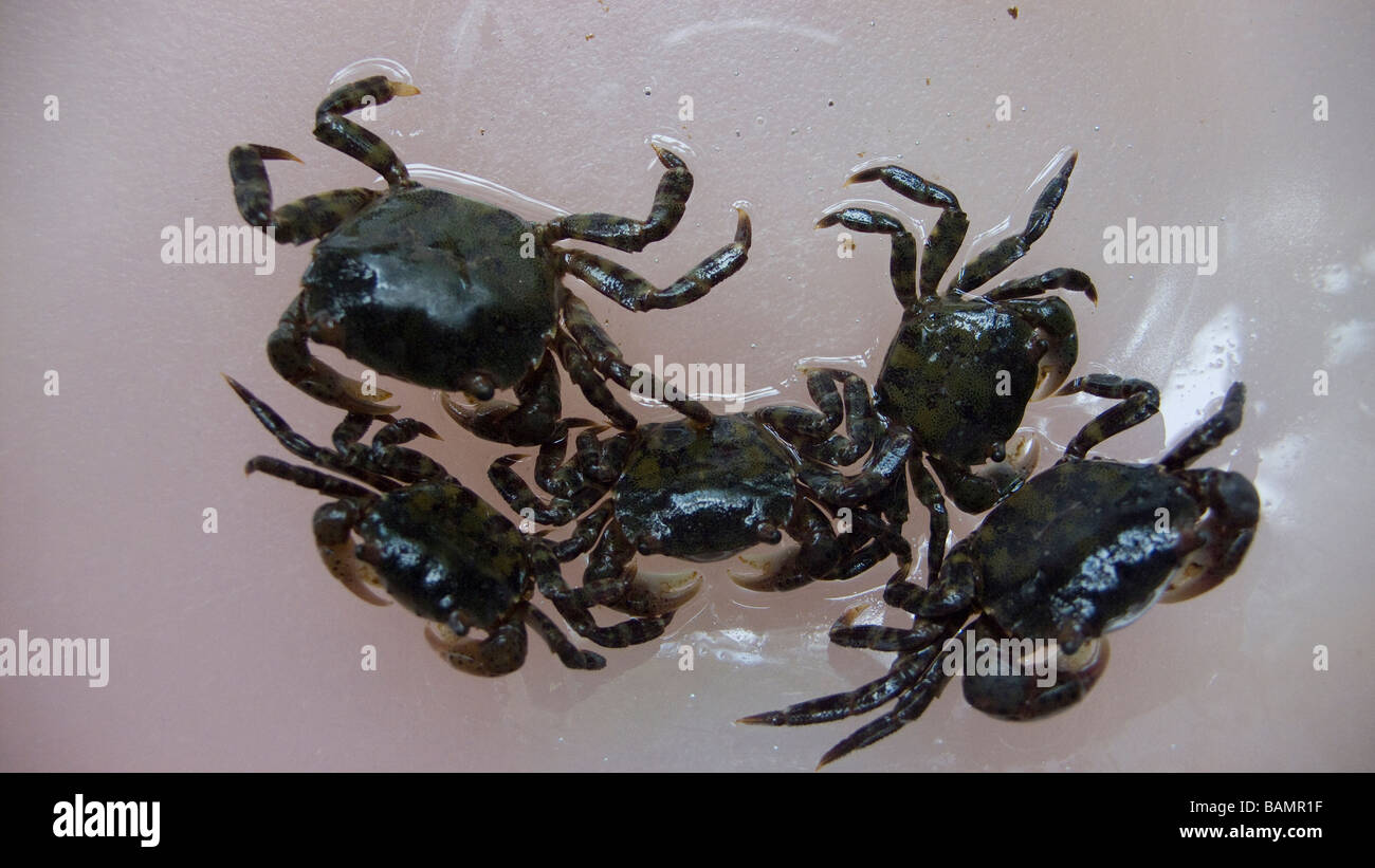 Asian shore crabs bait animals pinchers pincers horizontal wet Hemigrapsus sanguineus non-indigenous invasive crustacean Stock Photo