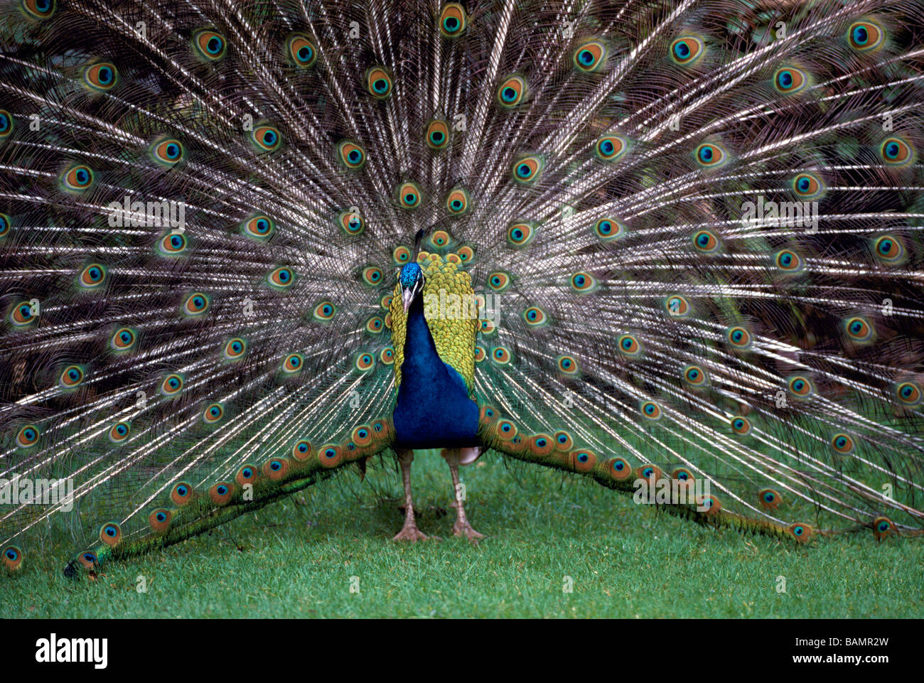 Indian Blue Male Peacock (Pavo cristatus) performing Mating Ritual with Tail Feathers in Courtship Display Stock Photo
