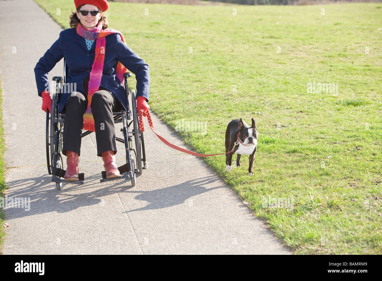 Woman in wheelchair taking her dog for a walk Stock Photo
