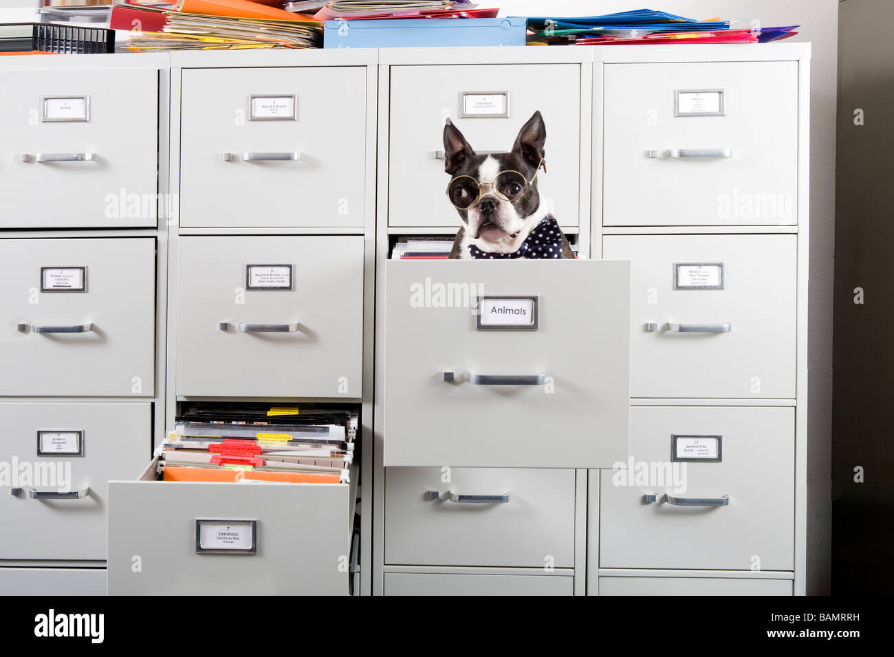 Dogs in filing cabinet Stock Photo - Alamy