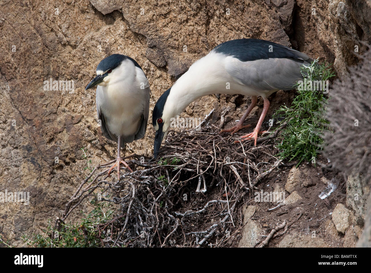 Nest of Black-crowned Night Heron in Point Lobos State Reserve, California, USA Stock Photo