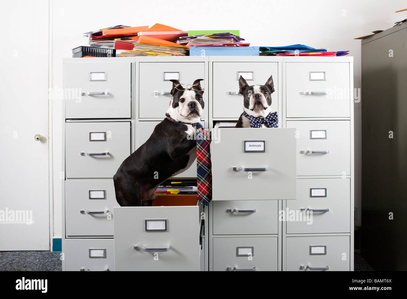 Dogs drawer hi-res stock photography and images - Alamy