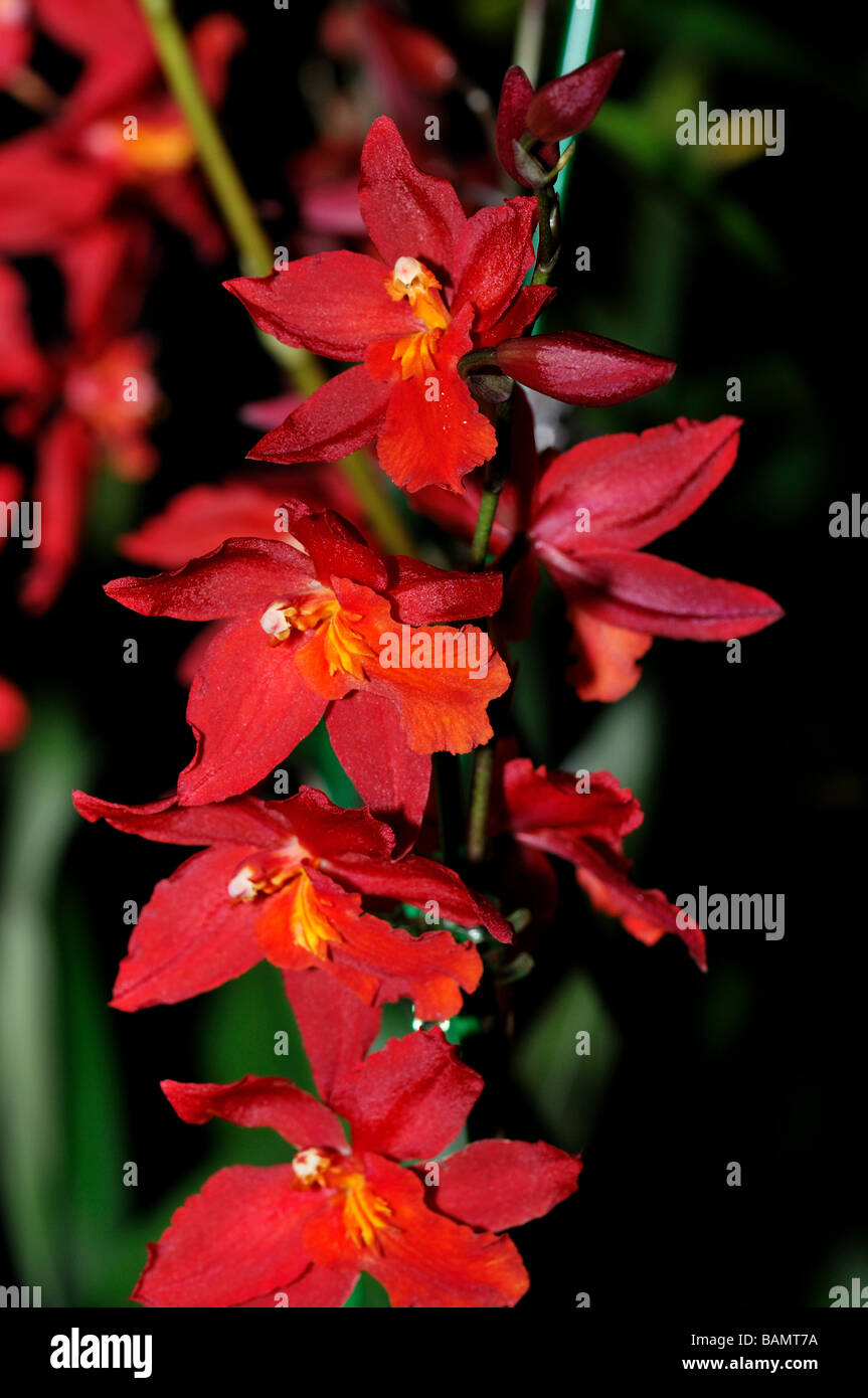 Orchid Flowers. Red Oncidium Stock Photo