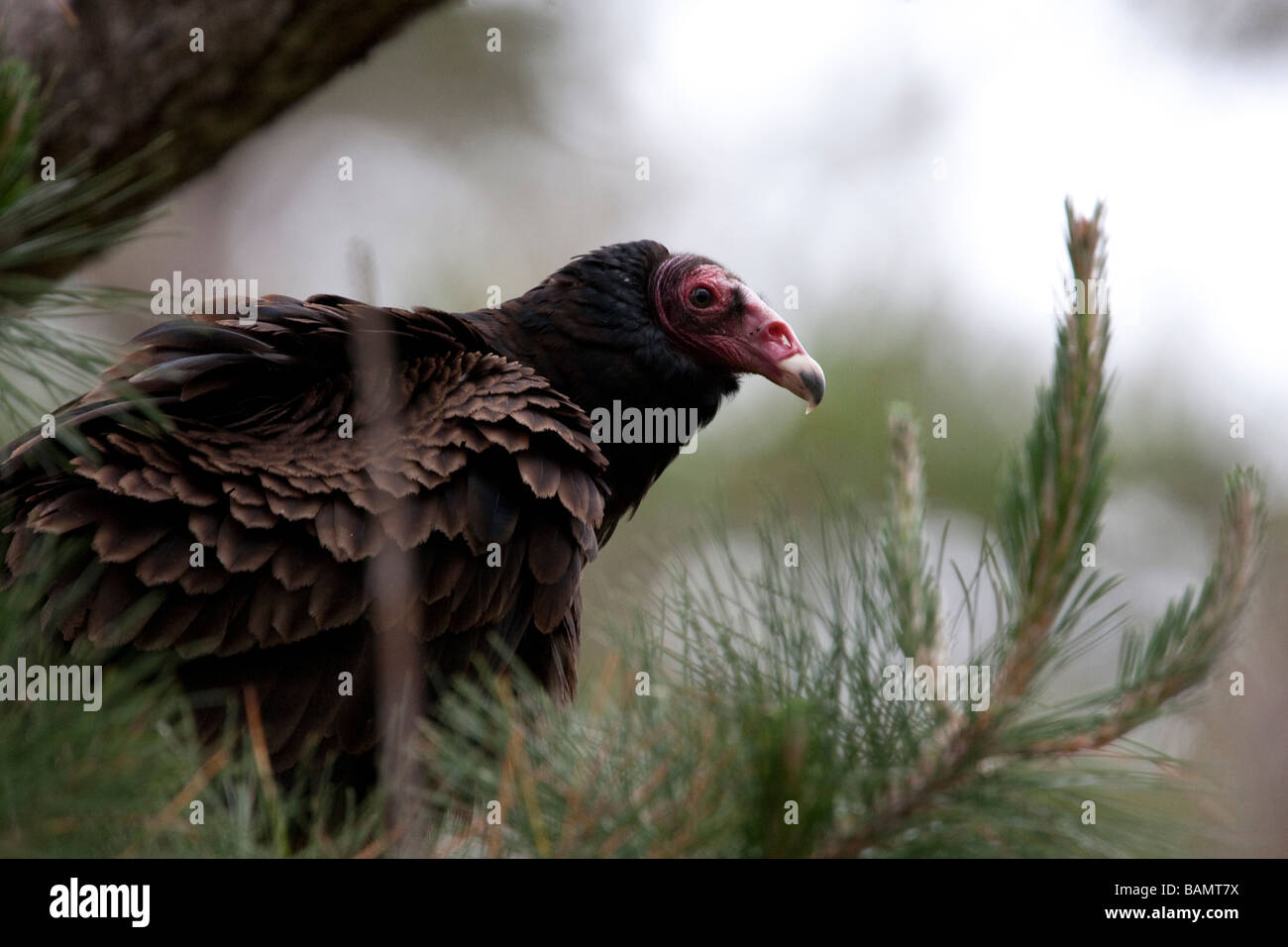 Turkey vulture in Point Lobos State Reserve, California, USA Stock