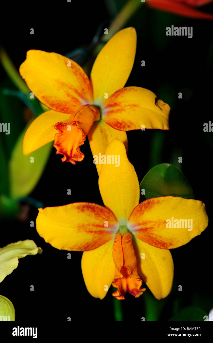 Orchid Flowers. Yellow orange cattleya hybrid Stock Photo