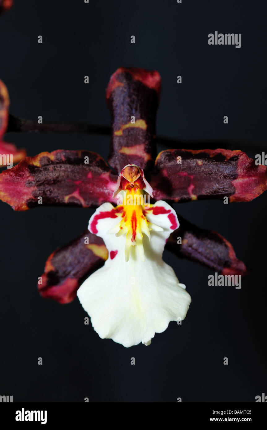 Orchid Flowers. Dark red burgendy Oncidium Stock Photo