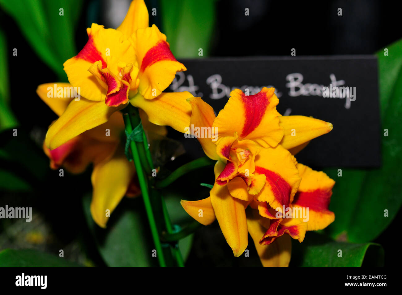 Orchid Flowers. Yellow red cattleya Stock Photo