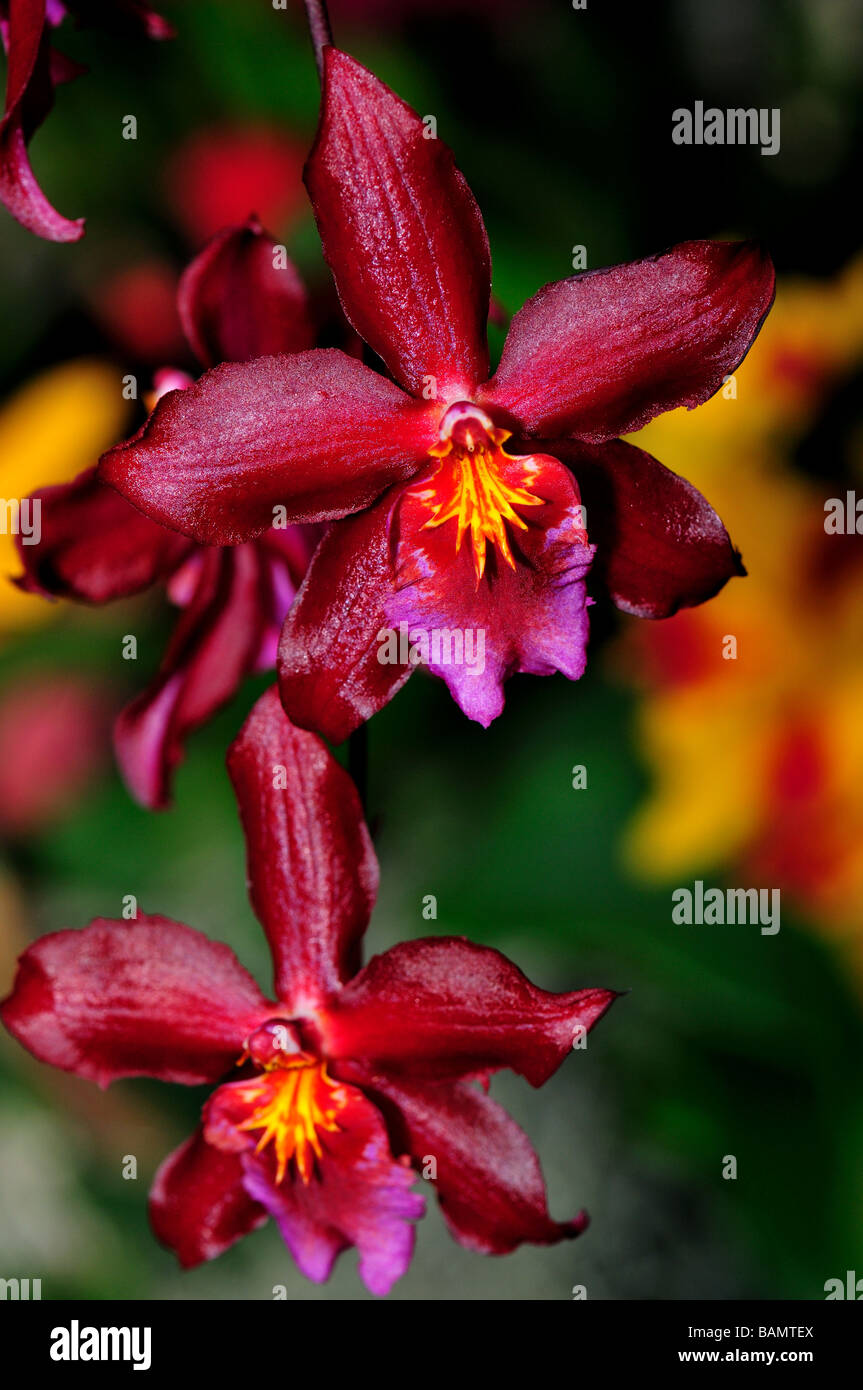 Orchid Flowers. Dark red Oncidium Stock Photo