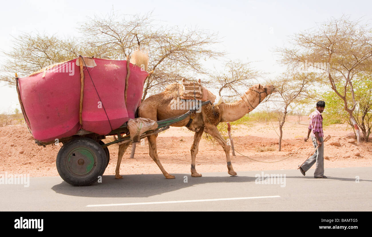 Local Indian Man With Camel Cart Rajasthan India Stock Photo