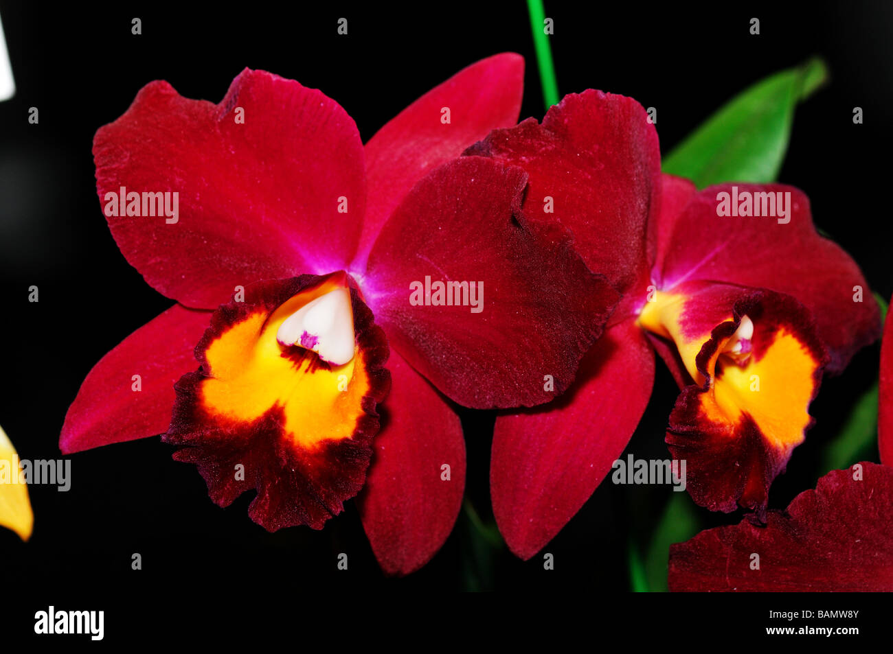 Orchid Flowers. Dark red cattleya Stock Photo