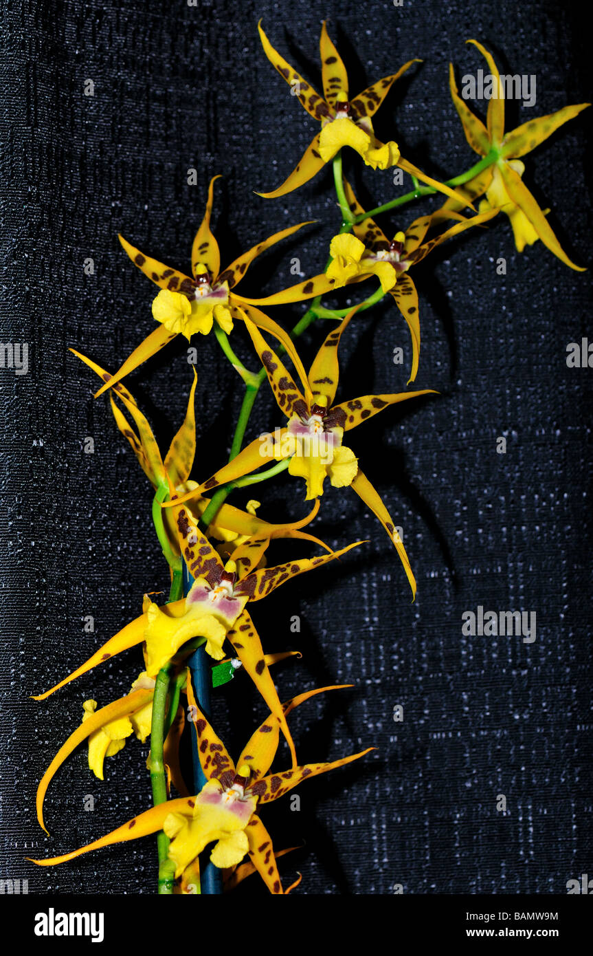 Orchid Flowers. Yellow spotty Brassia Stock Photo