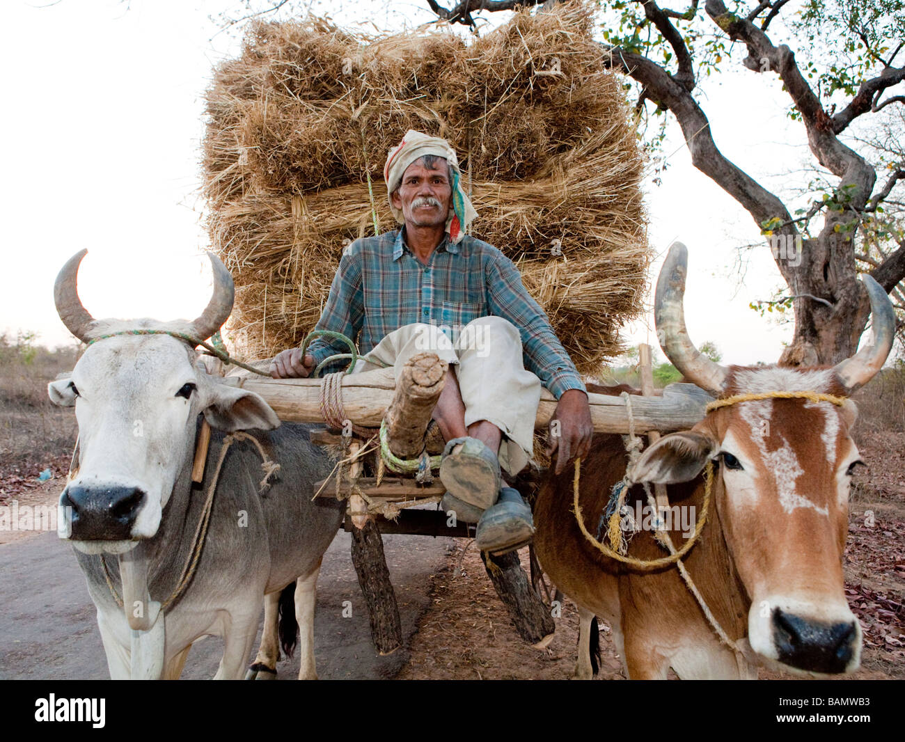 Local Indian Man Riding A Bullock Cart Utter Pradesh India Stock Photo