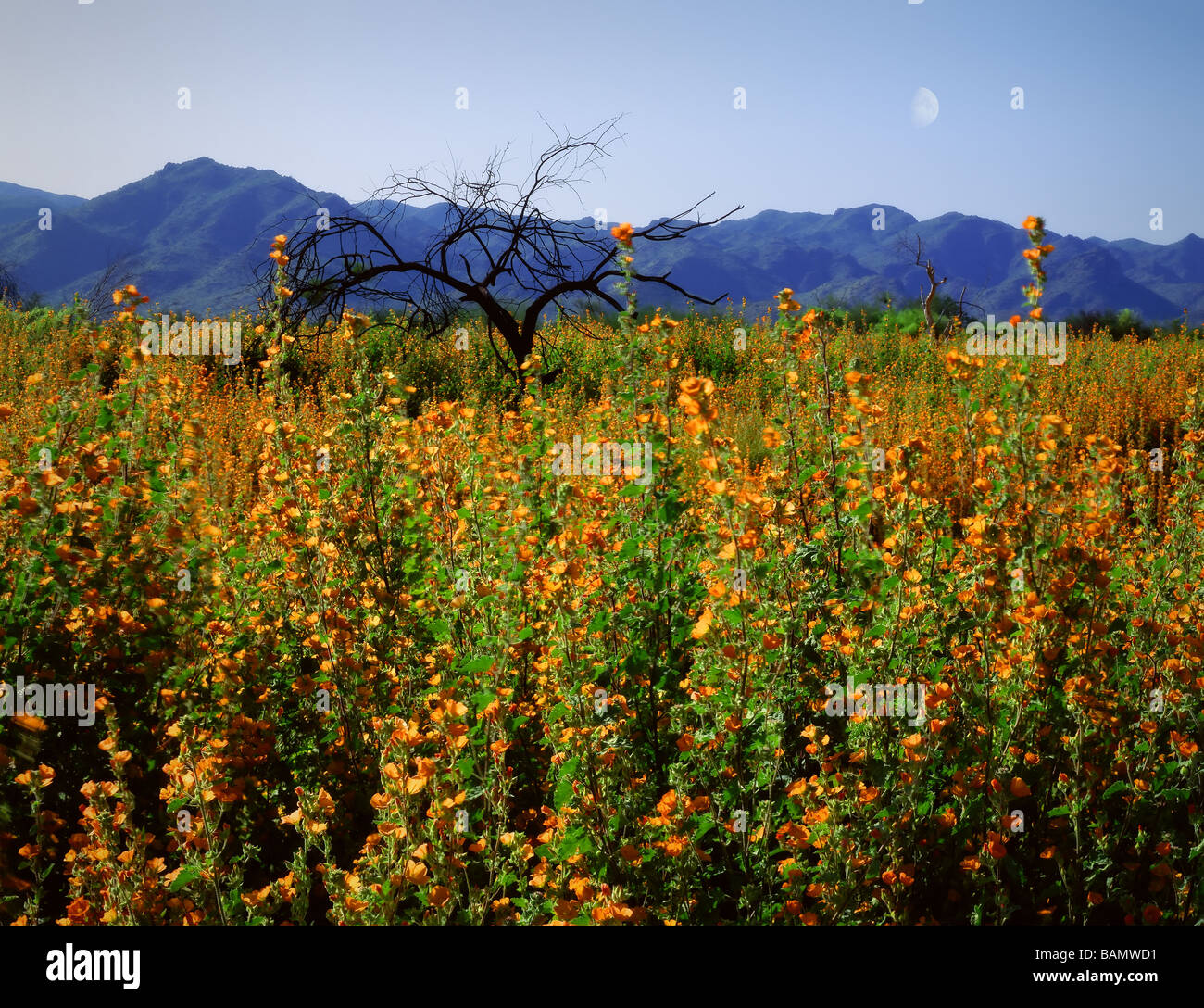Moon flowers hires stock photography and images Alamy