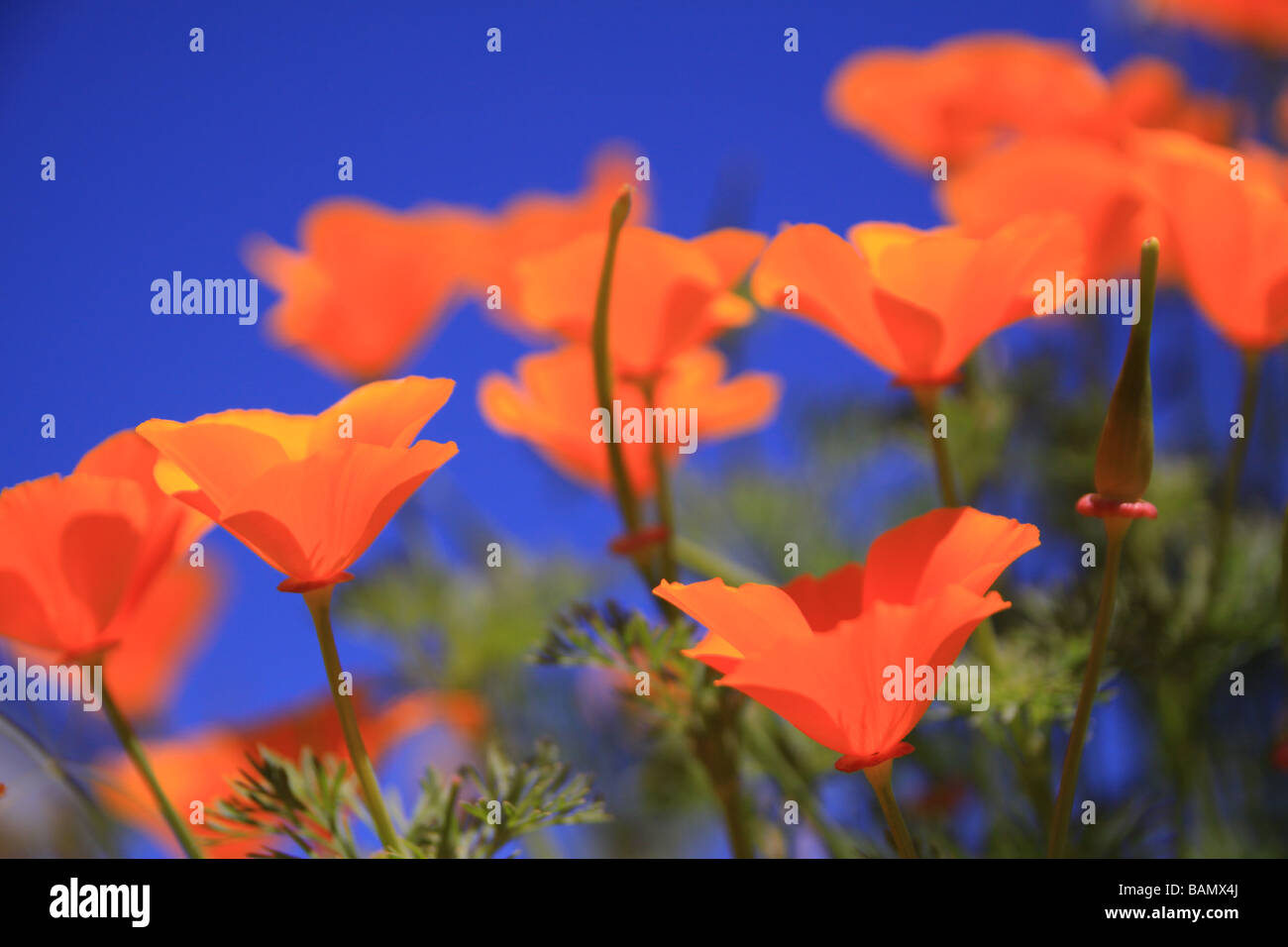 california poppies growing in the central valley of california Stock Photo Alamy