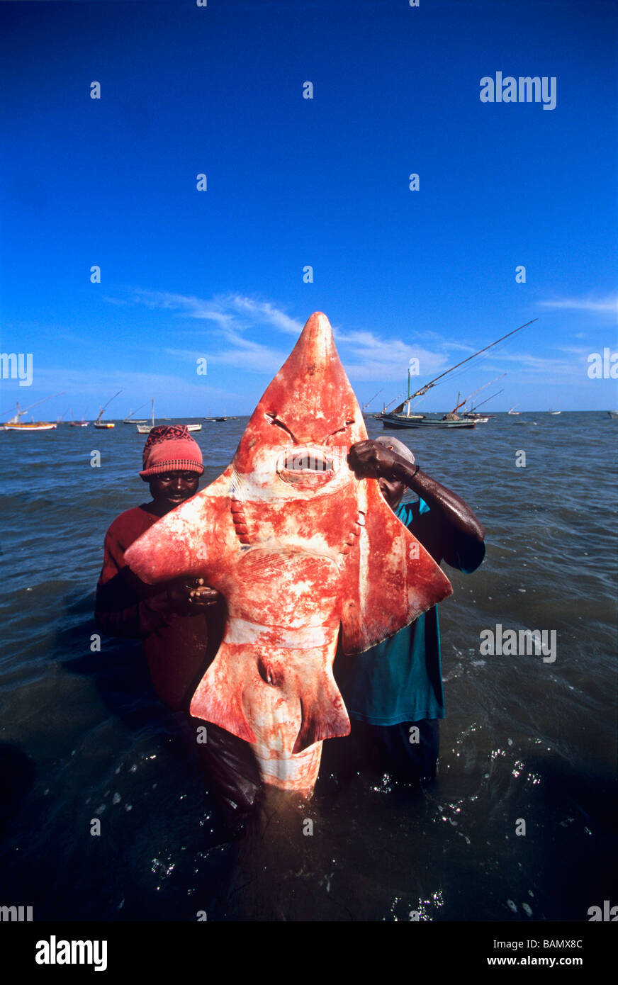 Fisherman with White Spotted Shovelnose Shark Rhynchobatus djiddensis caught with gill net Maputo Mozambique Stock Photo