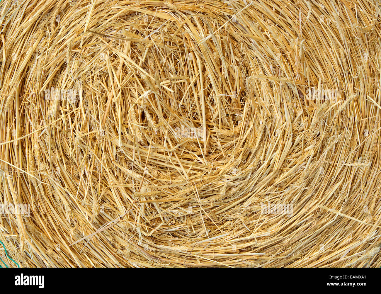a big round bale of straw for stock feed Stock Photo