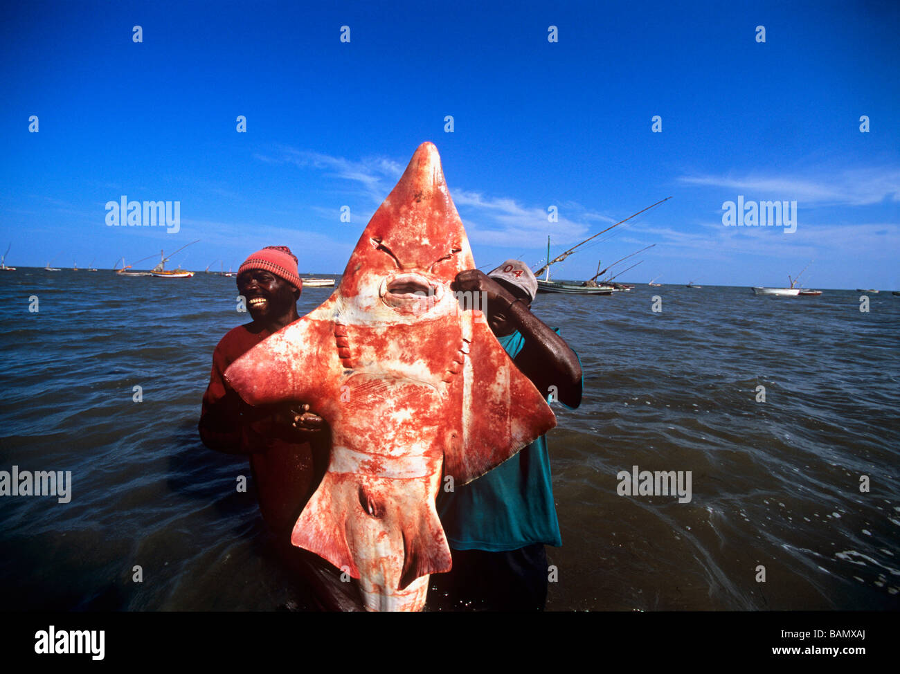 Shovelnose shark hires stock photography and images Alamy