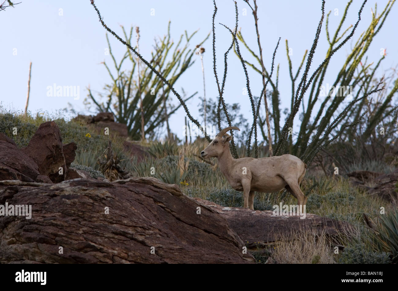 Desert or Peninsular Bighorn Sheep (Ovis canadensis nelsoni)Endangered