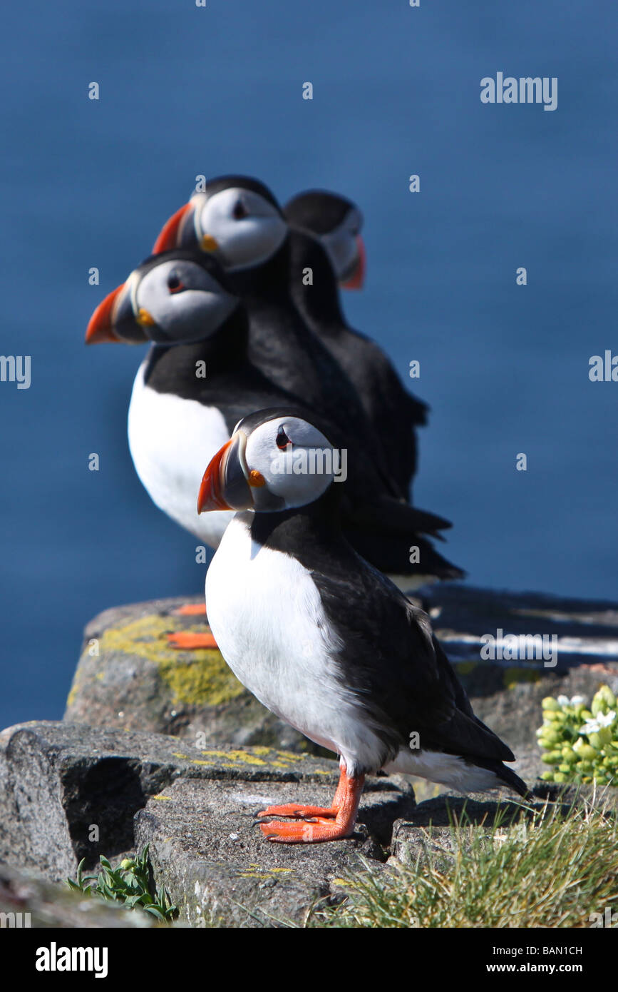 Puffins on the Isle of May, Firth of Forth, Fife, Scotland Stock Photo Alamy