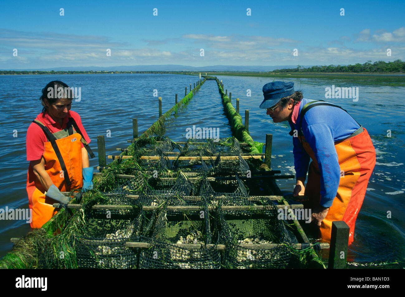 Oyster farming Marine Farm Peninsula Tasmania Australia Stock Photo Alamy Oyster farming Marine Farm Peninsula Tasmania Australia Stock Photo Alamy