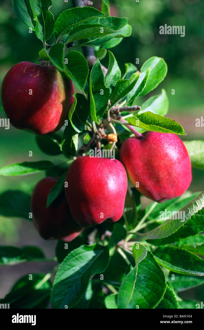 Red Delicious Apples Houn Valley Tasmania Australia Stock Photo Alamy