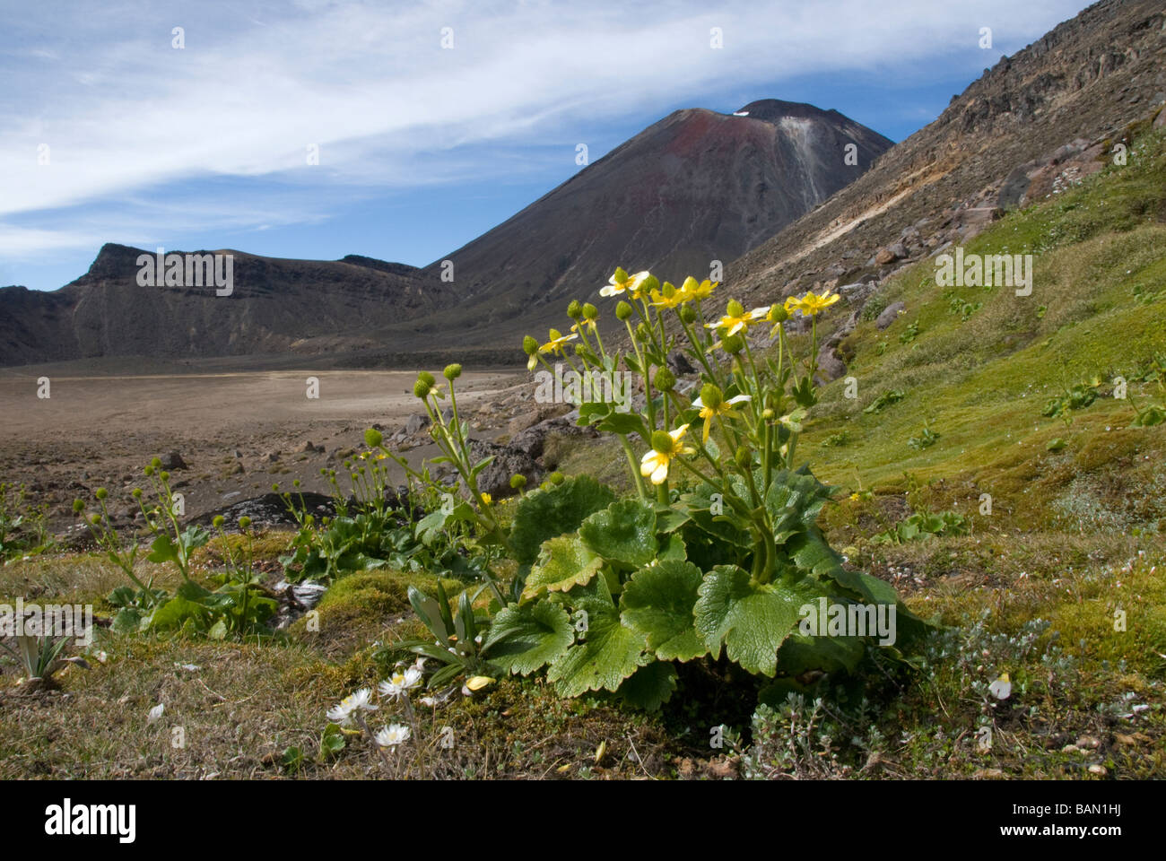Mountain Buttercup, Ranunculus Insignis, Mount Tongariro South Crater, Tongariro National Park, North Island, New Zealand. Stock Photo