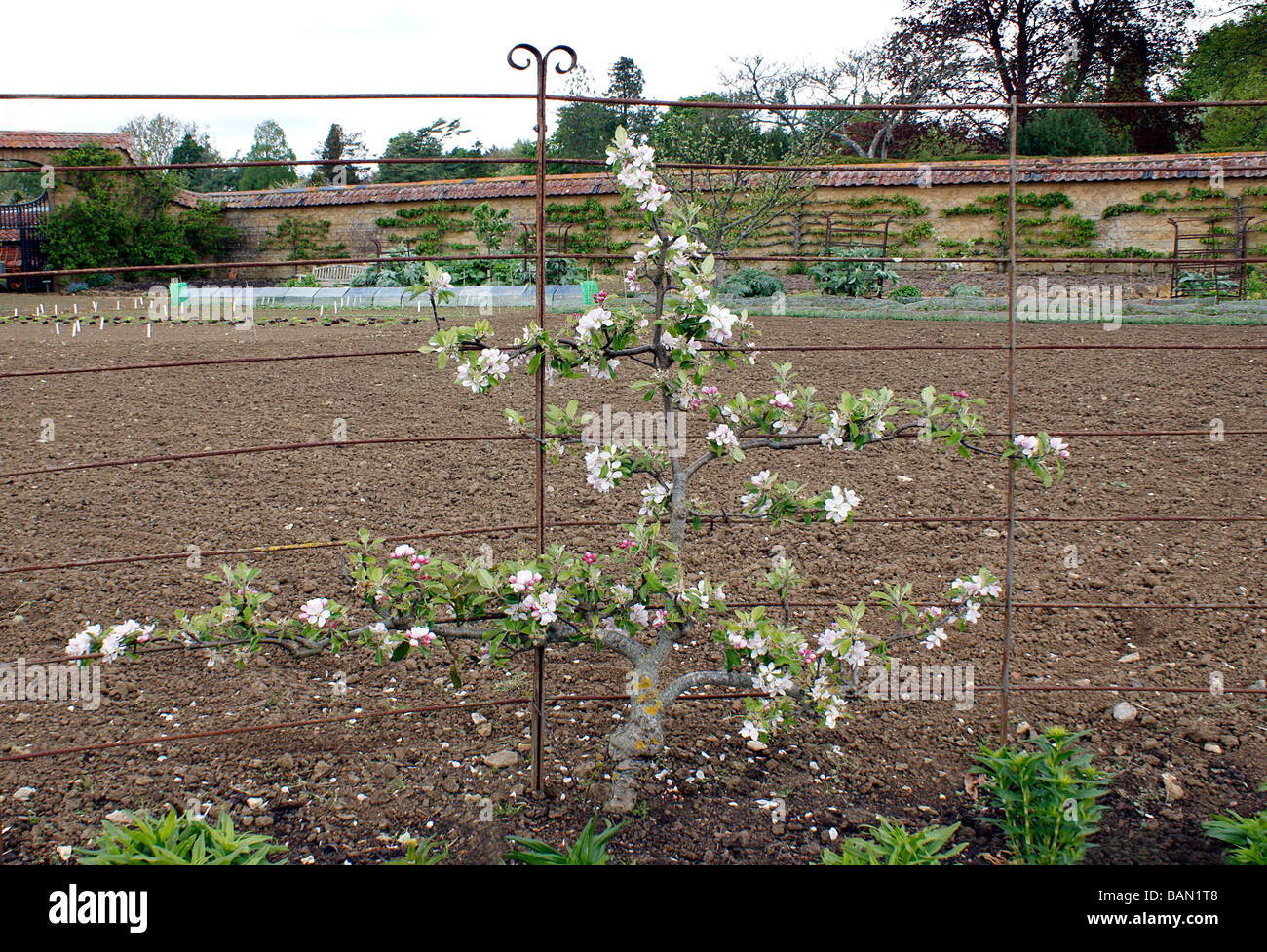 Espalier trained apple tree in blossom. Malus Stock Photo Alamy