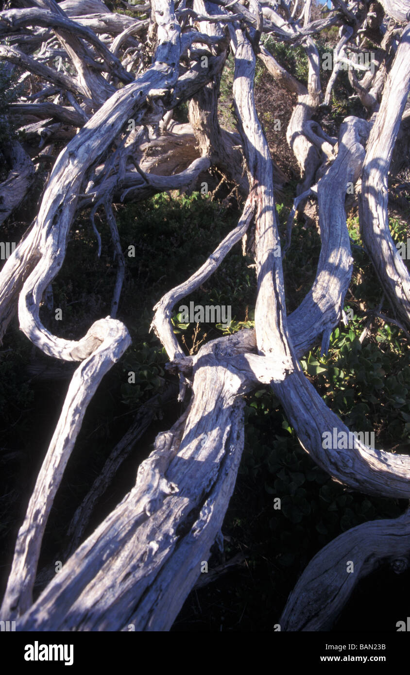 desiccated branches Cape Naturaliste Western Australia Stock Photo