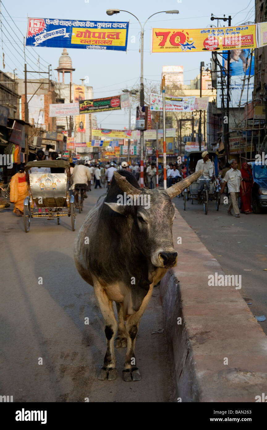 Holy cow in the old city of Varanasi Benares Uttar Pradesh India Stock Photo