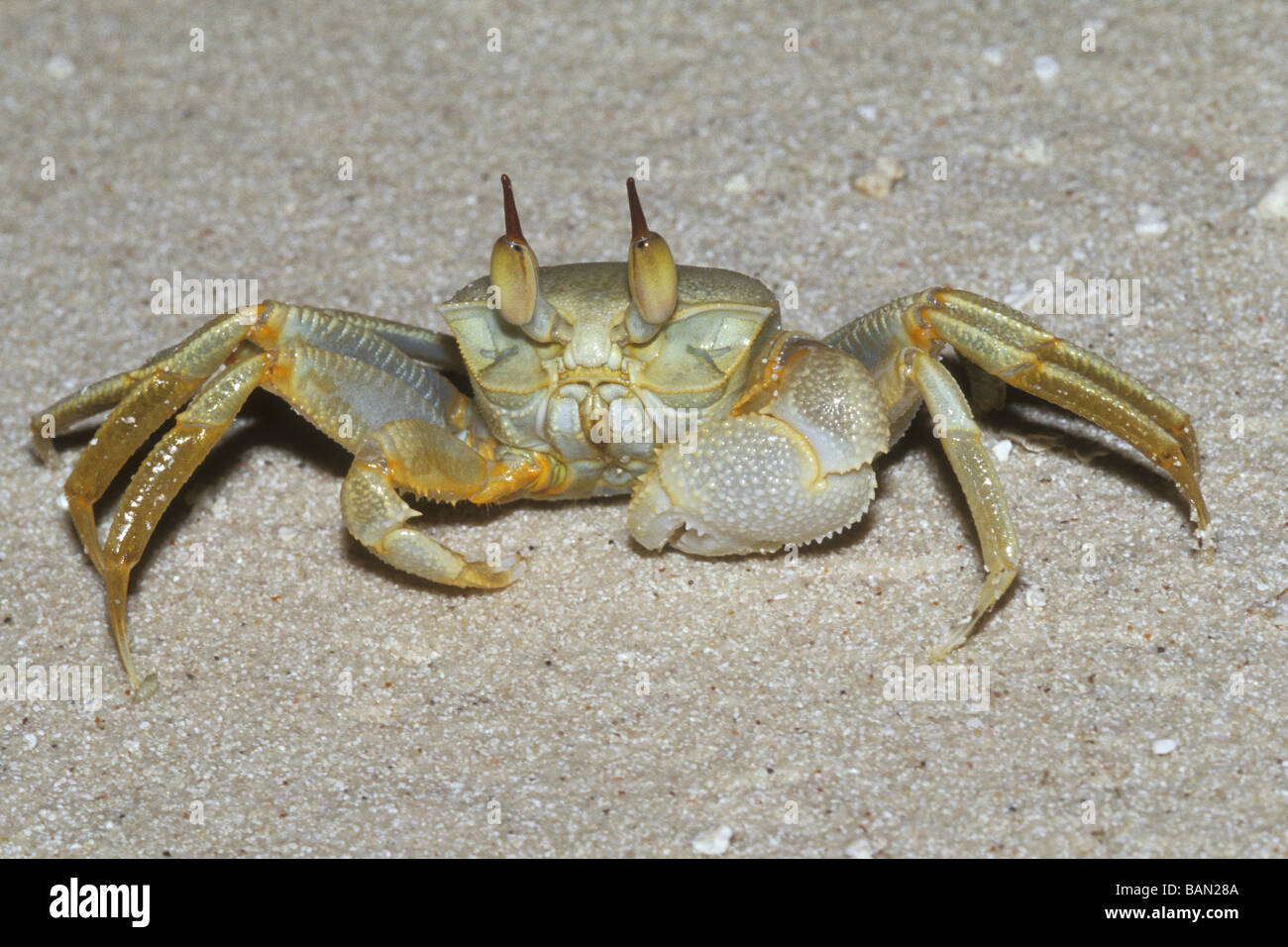 Ghost Crab Fiddler Crab Ellaidhoo Ari Atoll Maldives Stock Photo