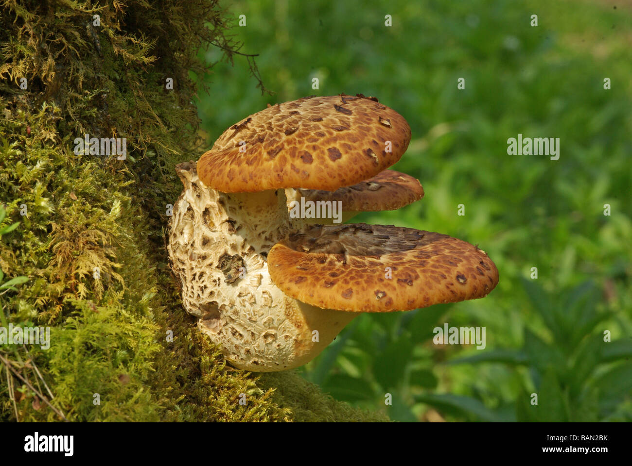 The bracket fungus - Polyporus squamosus Stock Photo