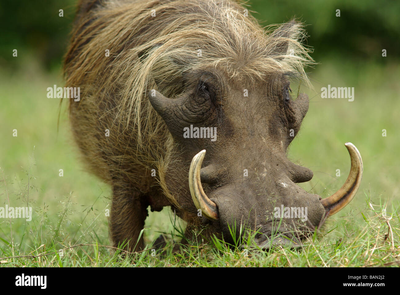 African warthog - Phacochoerus aethiopicus Stock Photo