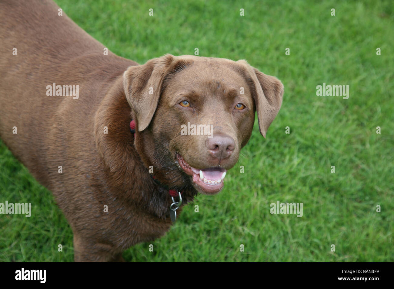Chocolate Brown Labrador Retriever Stock Photo