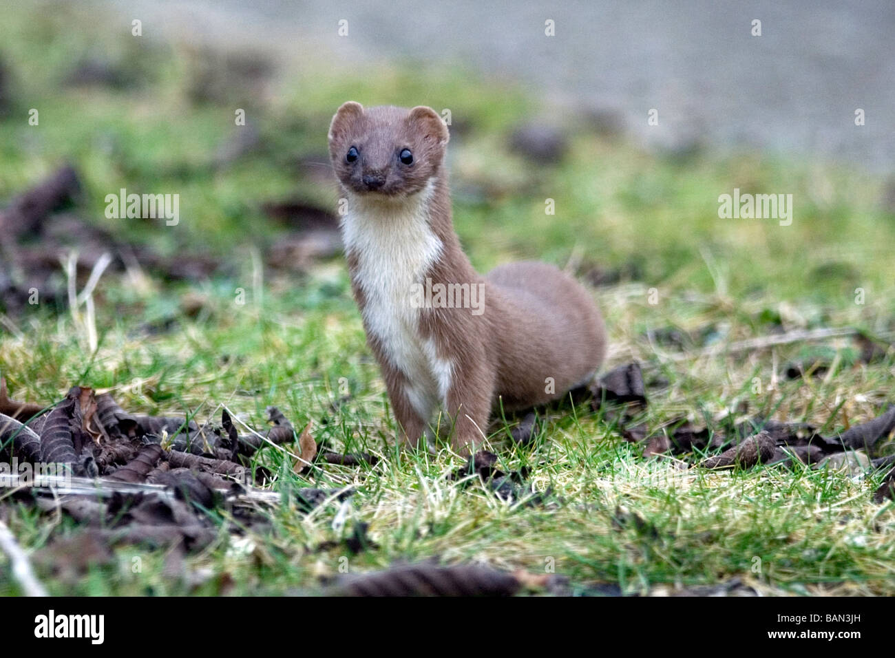 A Weasel on the search for a mouse at Potteric Carr nature reserve in Yorkshire, England. Our smallest carnivore. Stock Photo