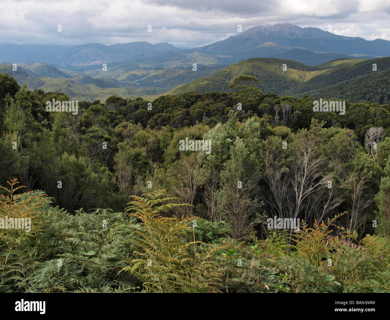 FOREST CANOPY VIEW FROM A10 LYELL HIGHWAY TASMANIA AUSTRALIA Stock