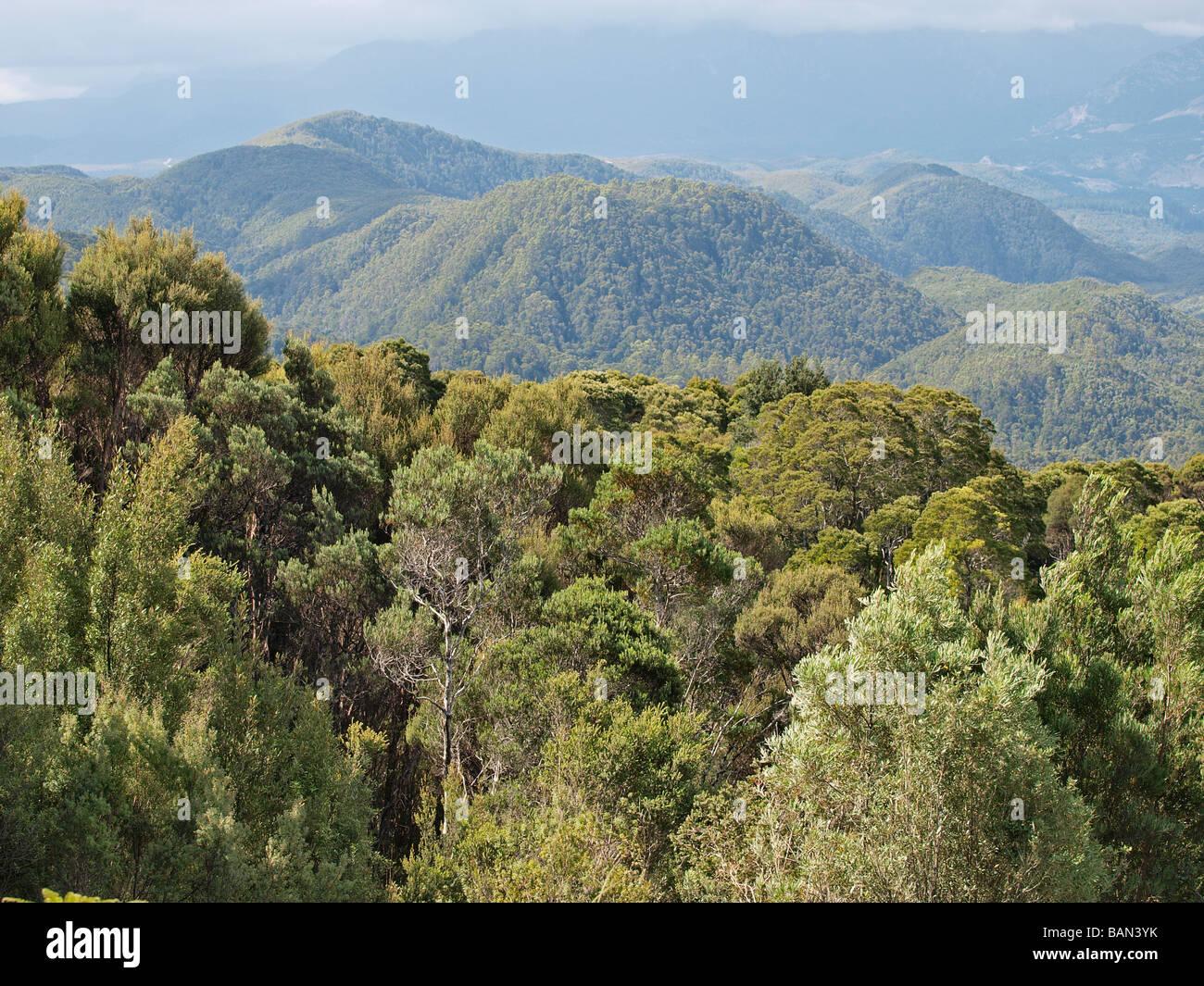 FOREST CANOPY VIEW FROM A10 LYELL HIGHWAY TASMANIA AUSTRALIA Stock