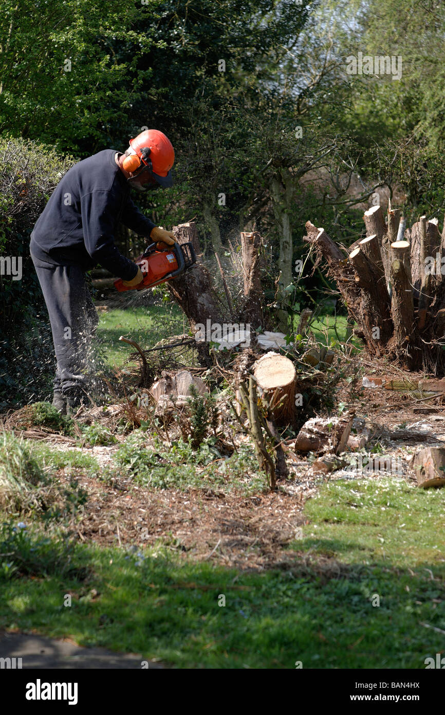 Man with chainsaw cutting tree stump. He wears a helmet protector but