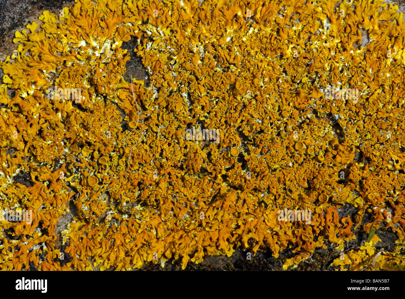 Caloplaca marina - a common British lichen Stock Photo