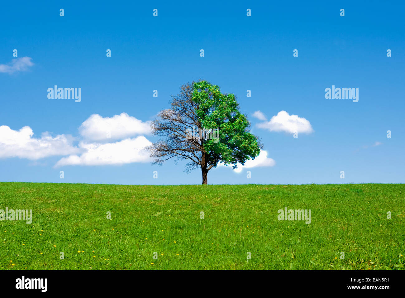 TREE IN FIELD WITH UNEVEN GROWTH Stock Photo