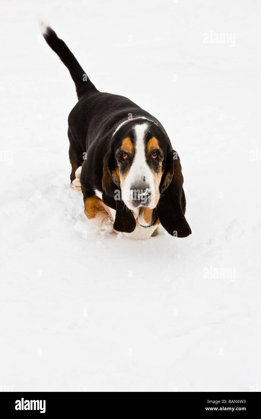 A basset dog in deep snow Stock Photo Alamy