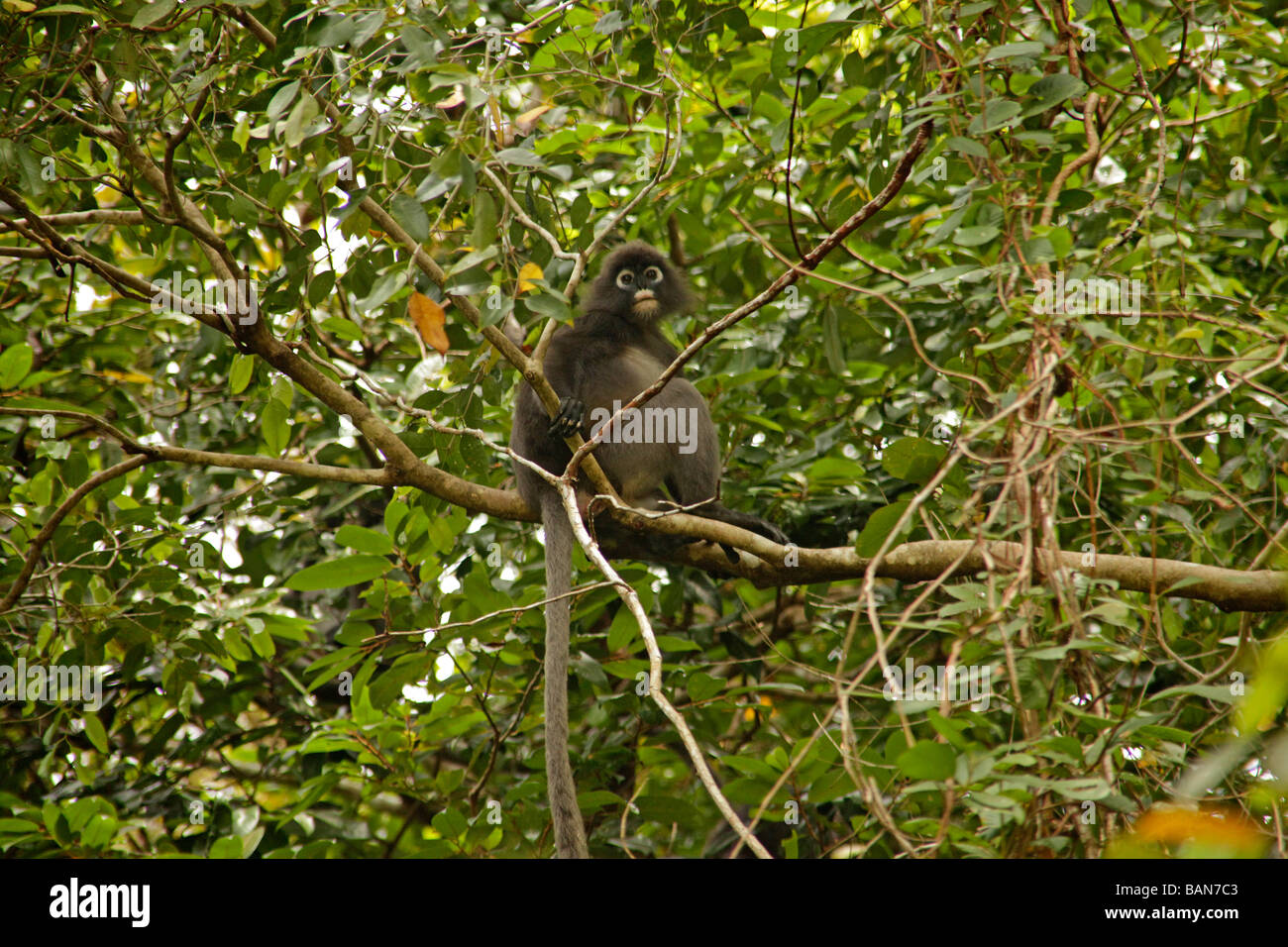 Dusky Leaf Monkey Trachypithecus obscurus on Perhentian Besar Island Terengganu Malaysia Stock Photo