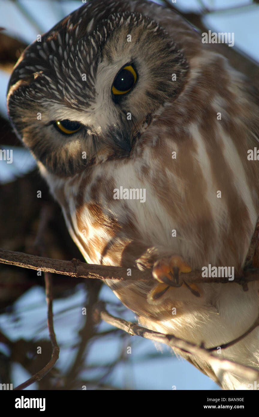 saw whet owl bird predator wildlife Stock Photo Alamy