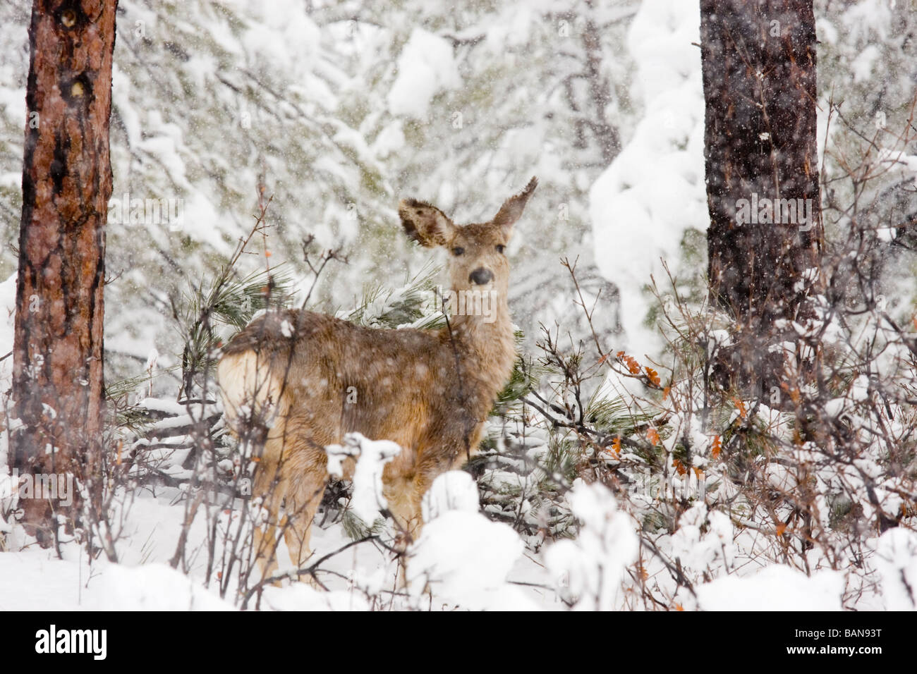 Mule Deer in Deep Snow Stock Photo
