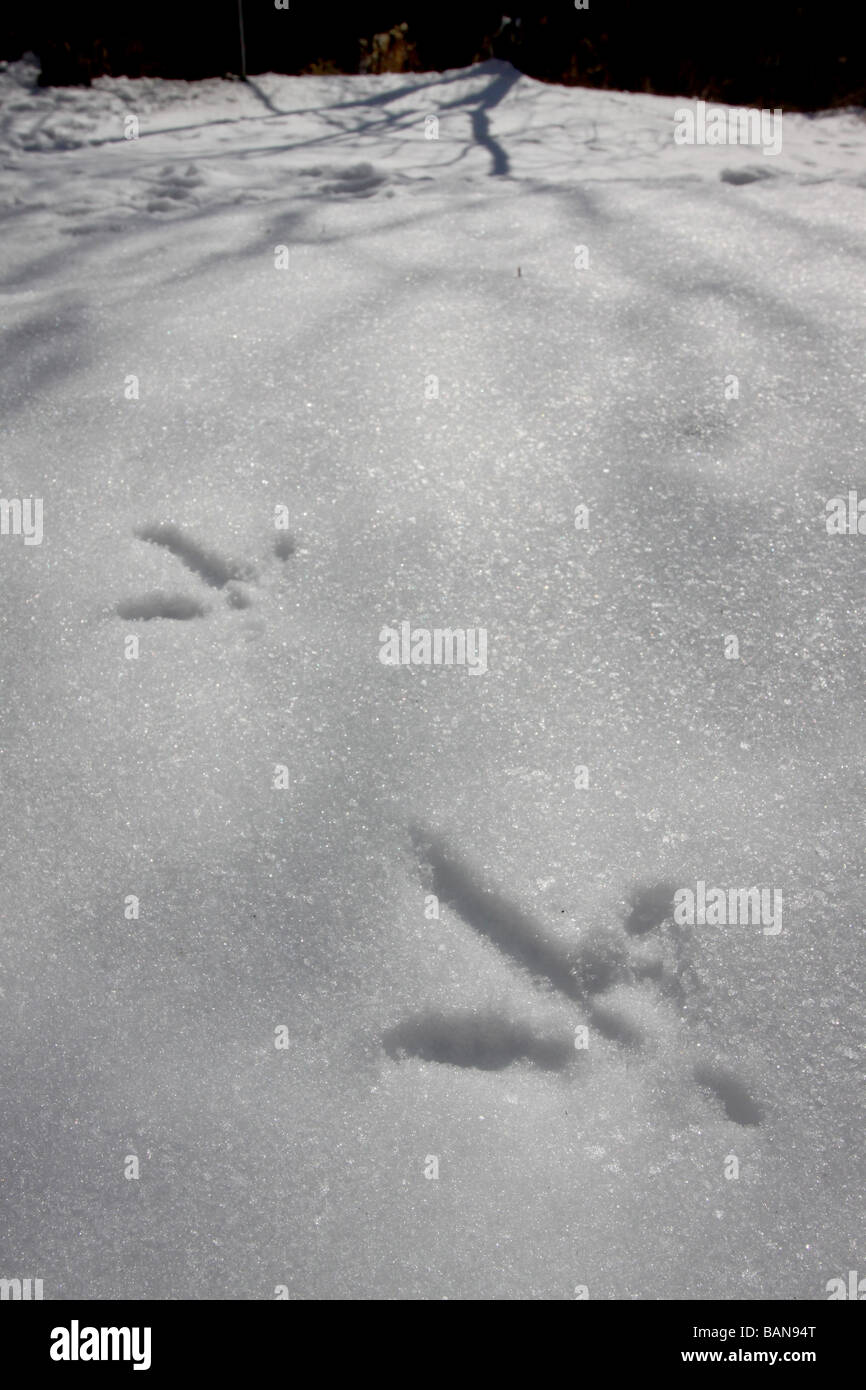 wild turkey track snow winter bird wildlife game track foot print