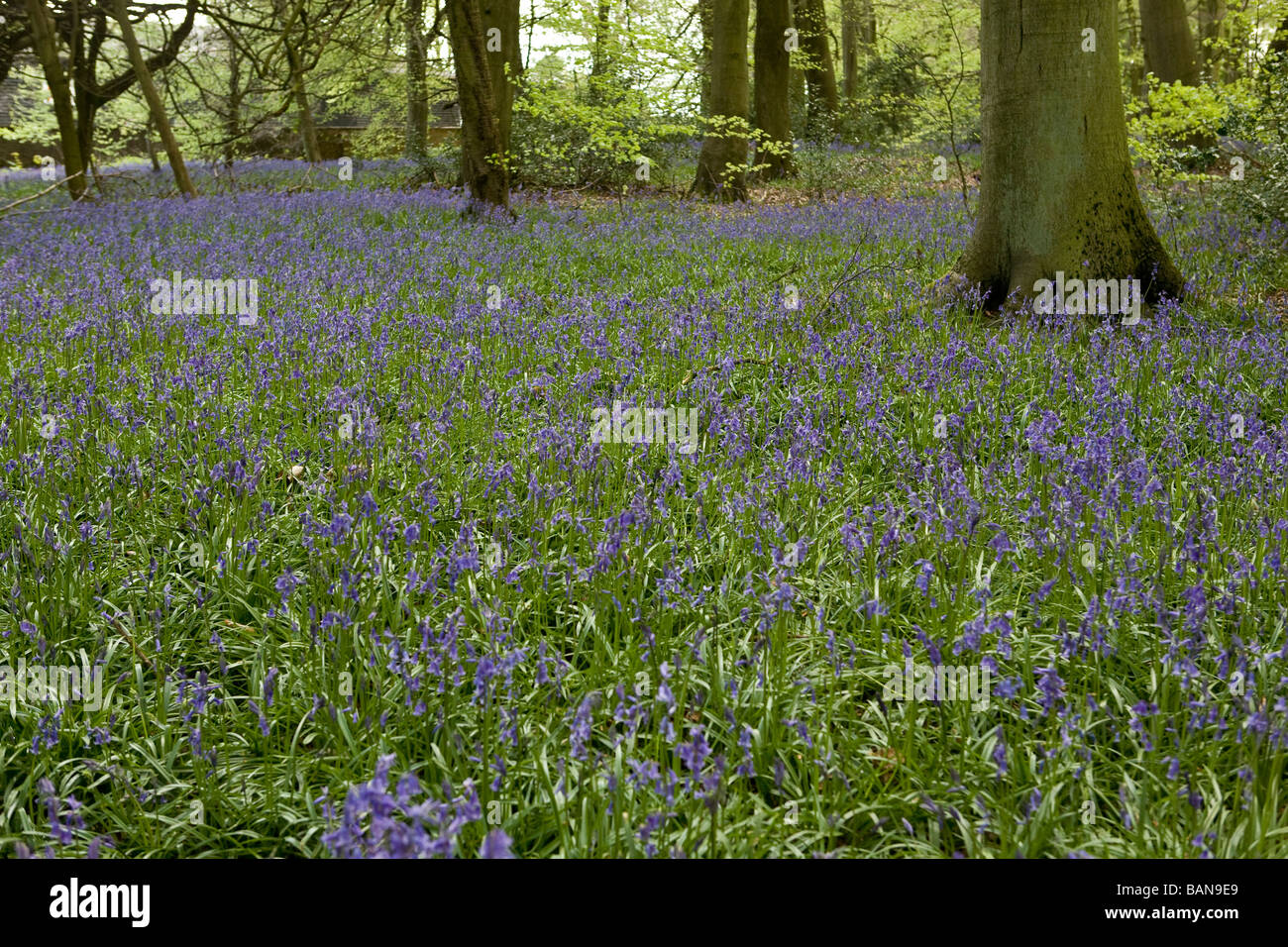 carpet of bluebells in Oxfordshire woodland in the Chilterns Stock Photo