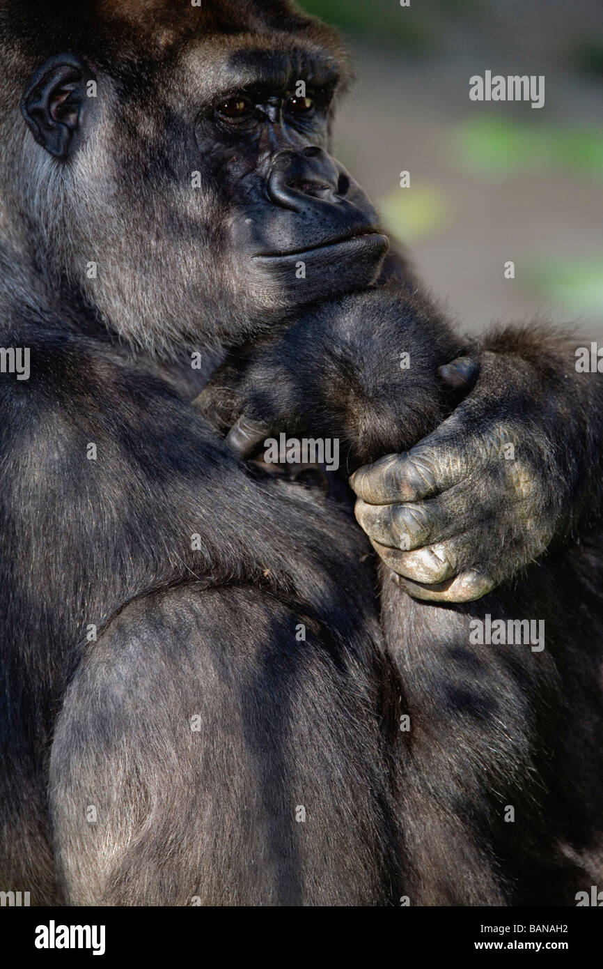 Western lowland gorilla resting in the shade of a hot afternoon. Stock Photo