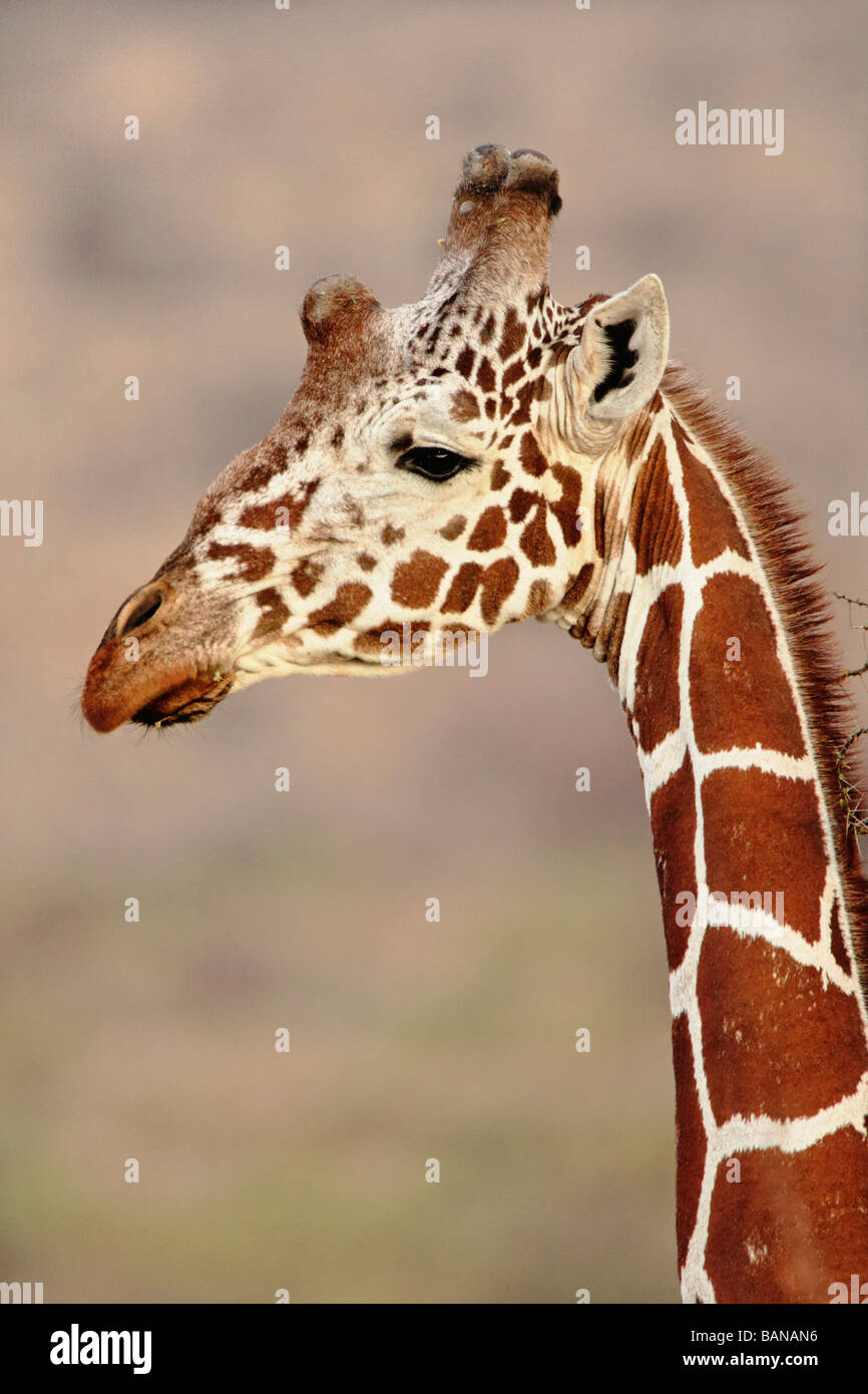 Close up view of Reticulated giraffe in Samburu National Reserve Kenya Stock Photo