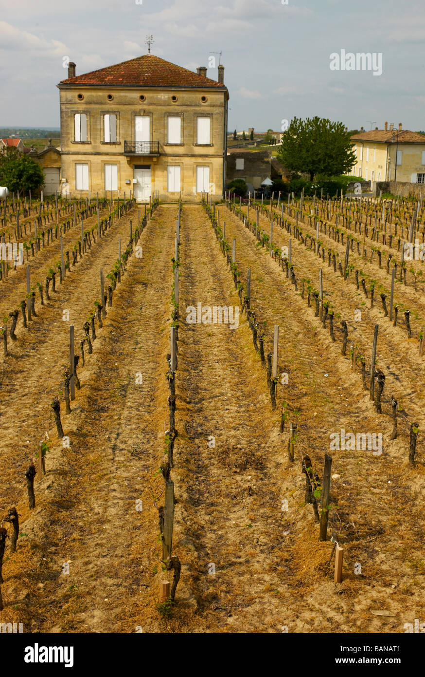 Saint Emilion Vineyard Stock Photo Alamy