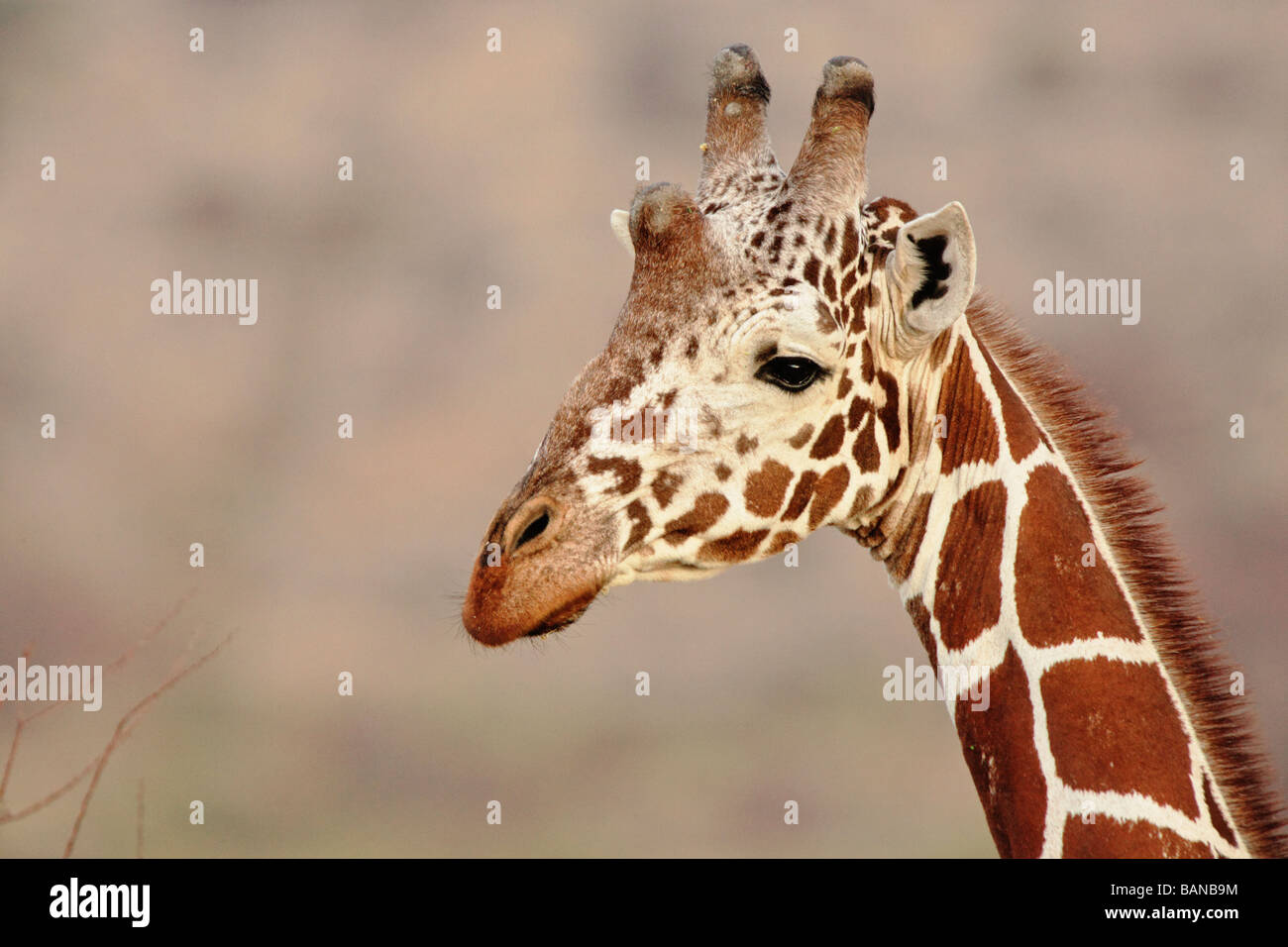 Close up view of Reticulated giraffe in Samburu National Reserve Kenya Stock Photo